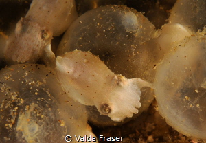 The baby cuttlefish has just emerged from the egg and is ... by Valda Fraser 